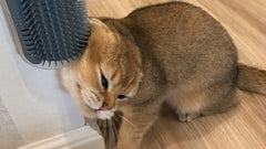 Cat Self Groomer Corner Brush